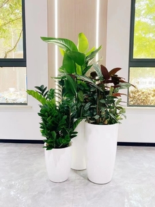 揭秘海曙花木租赁方案，让空间绿意盎然！