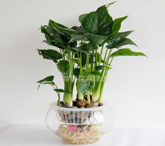 哇塞！宁波花木出租，服务好到爆啦！